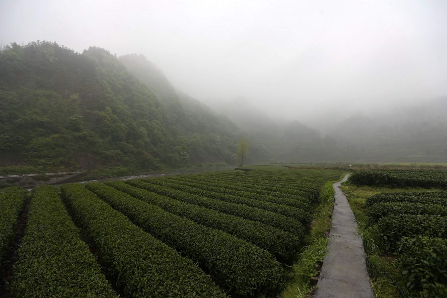 農(nóng)行重慶秀山支行通過(guò)公司、基地、農(nóng)戶(hù)支持當(dāng)?shù)剞r(nóng)民走上脫民致富